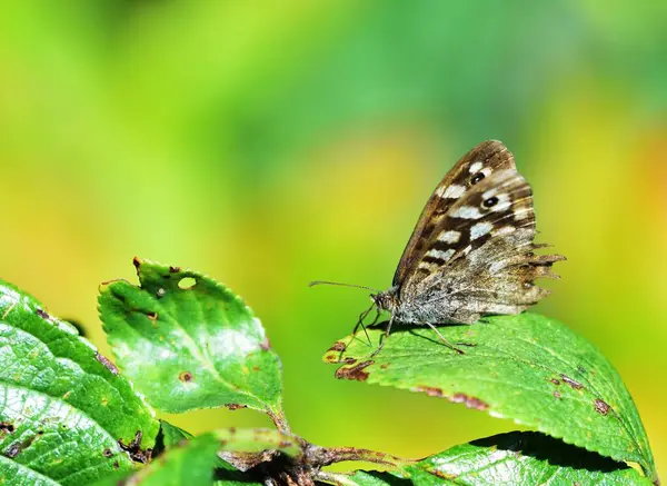 stock image Speckled Wood with closed wings