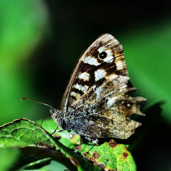 stock image Speckled Wood with closed wings