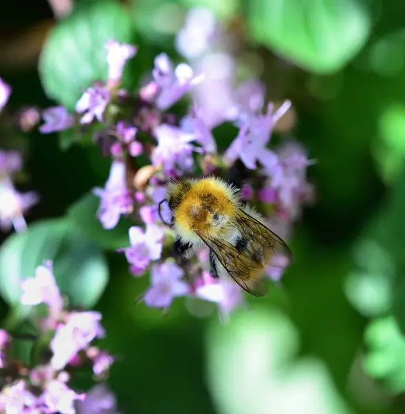 stock image Wild Bee on a purple Basil flower