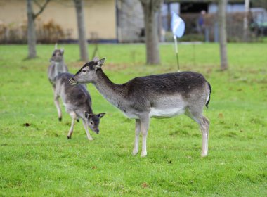 Yetişkin Fallow arka geyiği bela arıyor.