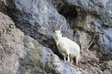 Kaşmirli Keçi Büyük Orme, Galler 'in kayalarına tırmanıyor.