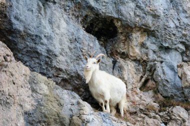 Kaşmirli Keçi Büyük Orme, Galler 'in kayalarına tırmanıyor.
