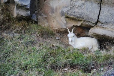 Büyük Orme, Galler 'in kayalıklarında Keşmir Keçisi