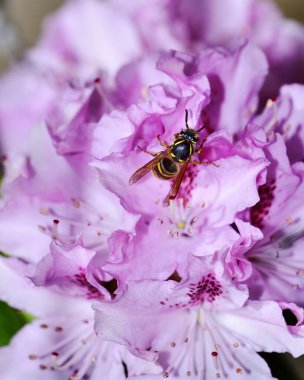 Eşek arısı çiçeğin derinliklerinde nektarla besleniyor.
