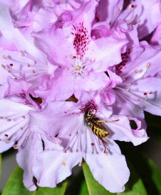 Eşek arısı çiçeğin derinliklerinde nektarla besleniyor.