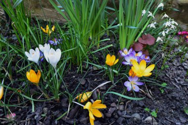 Bahar ormanlık grubu Renkli Crocus ve Galanthus