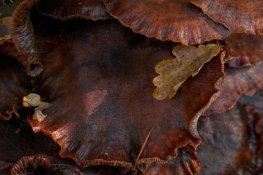 Koyu bir mantarın yakın çekimi. Konum: Almanya, NRW, Heiden