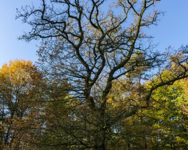 Sonbaharda ağaçların tepeleri güneşli havada ve mavi gökyüzünde.