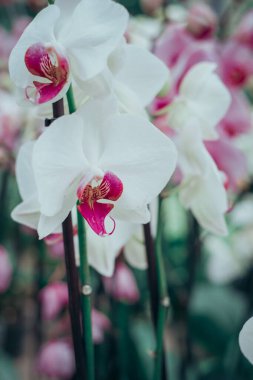 Close up floral greeting card pink orchid for women day