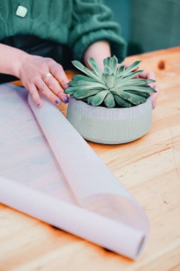 Woman hands with succulent in a pot on a counter of a flower shop packing as a gift top view
