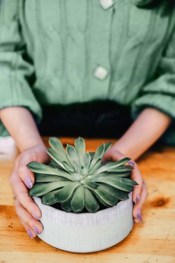 Woman hands with succulent in a pot on a counter of a flower shop. Close up