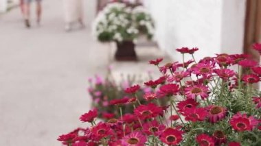 Alberobello, İtalya - Mayıs 2023. Trulli ya da Trullo evi, Puglia 'da konik çatısı olan geleneksel Apulian kuru taş kulübesi..