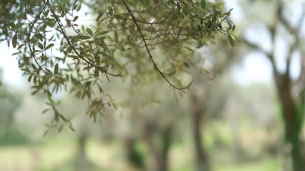 在阿尔巴尼亚种植绿色橄榄 橄榄树枝条在风中飘扬 额外的初榨橄榄油产量 高质量的4K镜头 — 图库视频影像