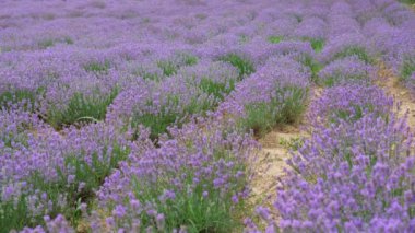 Lavanta tarlası. Arnavutluk 'un Tiran kentinde sürdürülebilir, bölgesel organik tarım, 4K' lık güzel mor çiçekler.