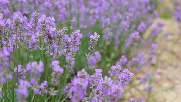 Campo Granja Lavanda Hermosas Flores Púrpuras Cultivo Ecológico Sostenible Regional — Vídeo de stock