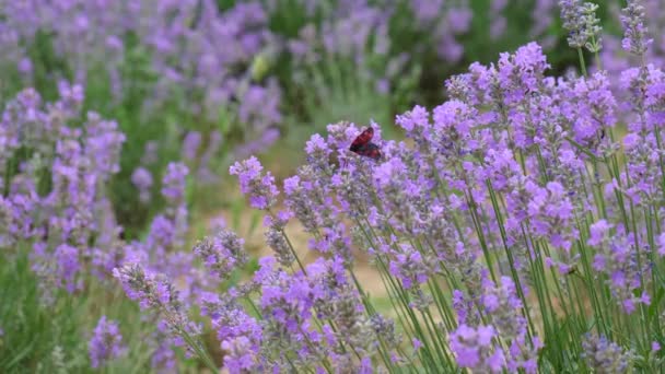 Campo Granja Lavanda Hermosas Flores Púrpuras Cultivo Ecológico Sostenible Regional — Vídeos de Stock