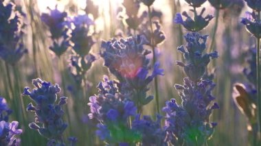 Kokulu mor çiçekli lavanta tarlaları gün batımında çiçek açar. Sonu gelmeyen lavanta çalıları. Avrupa 'da organik lavanta yağı üretimi. Bahçe aromaterapisi. Ağır çekim, yakın çekim, makro. 