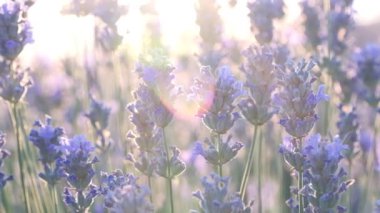 Kokulu mor çiçekli lavanta tarlaları gün batımında çiçek açar. Sonu gelmeyen lavanta çalıları. Avrupa 'da organik lavanta yağı üretimi. Bahçe aromaterapisi. Ağır çekim, yakın çekim, makro. 