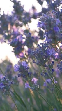 Kokulu mor çiçekli lavanta tarlaları gün batımında çiçek açar. Sonu gelmeyen lavanta çalıları. Avrupa 'da organik lavanta yağı üretimi. Bahçe aromaterapisi. Ağır çekim, yakın çekim, makro. 