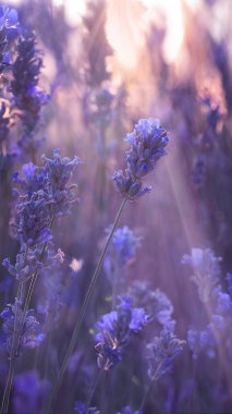 Kokulu mor çiçekli lavanta tarlaları gün batımında çiçek açar. Sonu gelmeyen lavanta çalıları. Avrupa 'da organik lavanta yağı üretimi. Bahçe aromaterapisi. Ağır çekim, yakın çekim, makro. 