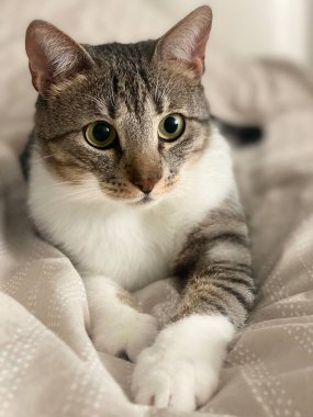 İçerde dinlenen bir evcil Shorthair kedinin makro yakın plan fotoğrafı. Görüntü, kedilerin tüylerinin ve yüzünün ince detaylarını yakalıyor. Hayvan bakımı, hayvan portresi, kedi davranışı.