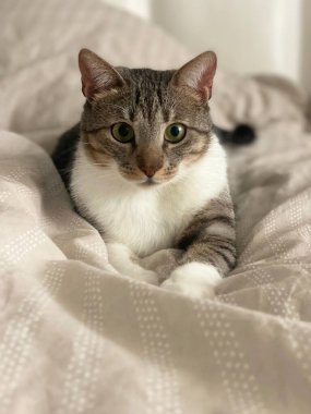 İçerde dinlenen bir evcil Shorthair kedinin makro yakın plan fotoğrafı. Görüntü, kedilerin tüylerinin ve yüzünün ince detaylarını yakalıyor. Hayvan bakımı, hayvan portresi, kedi davranışı.