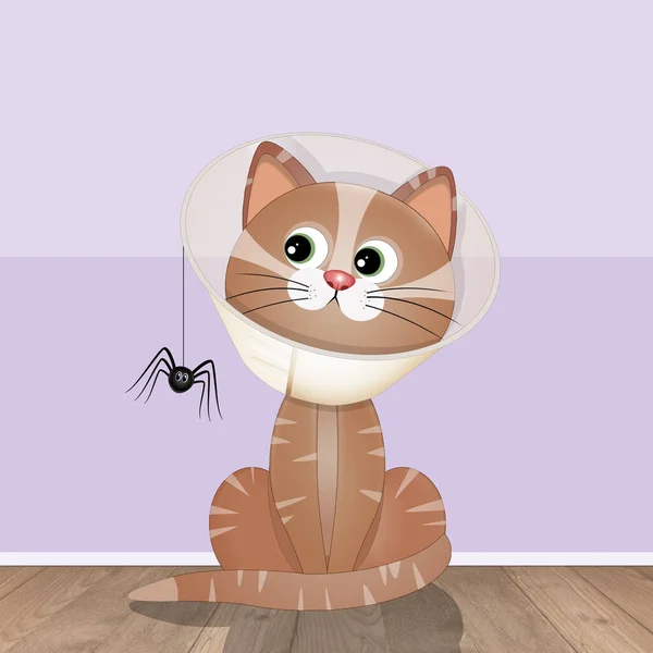 Veteriner Tasmalı Kedi Resmi — Stok fotoğraf