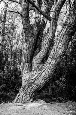 bir ağacın siyah beyaz fotoğrafı