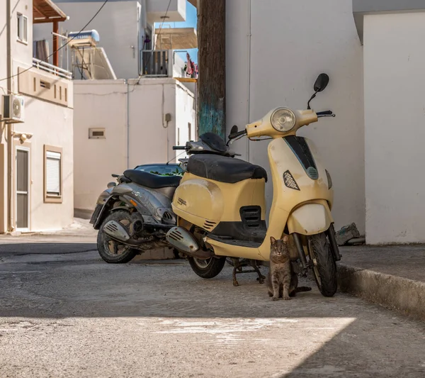 Mopeds and a cat on a Greek street