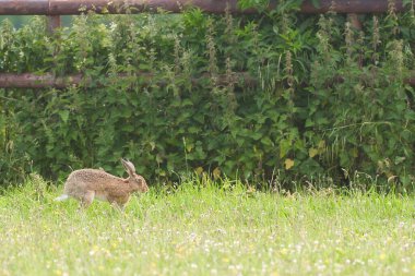 Avrupa tavşanı güneşin altında yeşil bir alanda koşuyor. 