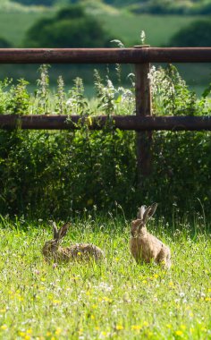 Güneş ışığında yeşil bir alanda 2 Avrupa tavşanı. 