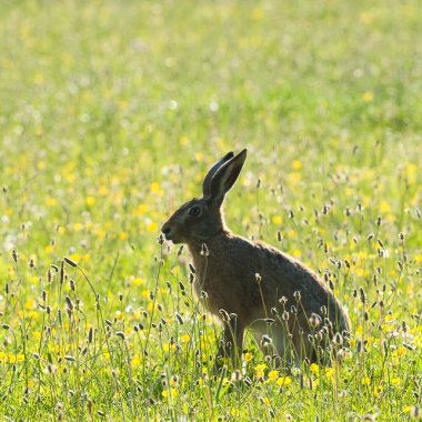 Avrupa Tavşanı yeşil bir alanda gün ışığında. 