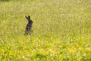 Avrupa Tavşanı yeşil bir alanda gün ışığında. 