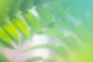 Blurred background with fresh green foliage on it