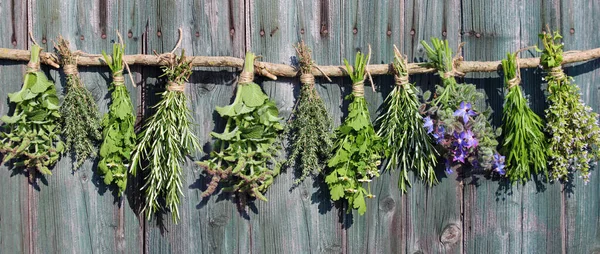 Various Fresh Herbs Hang Bunches Wooden Branch — Stock Photo, Image