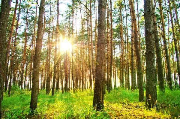 Лучи Солнечного Света Деревьях Лесу Летом — стоковое фото