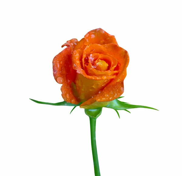Fiore Rosa Con Gocce Rugiada Petali Con Fusto Isolato Fondo — Foto Stock