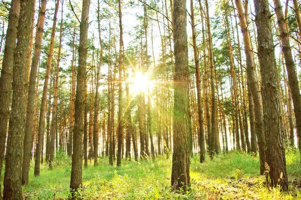 Солнечные Лучи Лесу Летом — стоковое фото