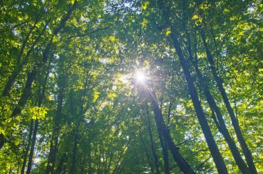 Ormandaki ağaç dalları arasında güneş ışınları