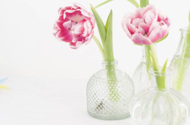 Lale, flor, rosa blanco, buket jardin pl antar naturaleza 