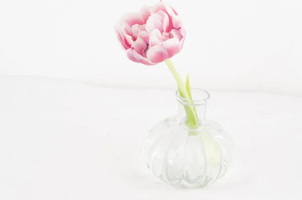 Tulipan Flor Rosa Blanco Buquet Jardin Antar Naturaleza — Stockfoto