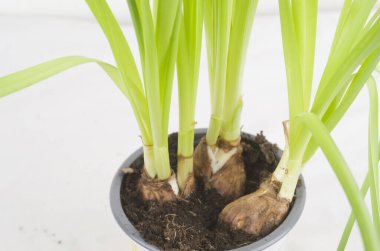 narcus , flor natuyre amarillo , flor .  regalo , buquet , jardin , 