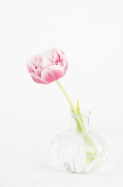Tulipan Flor Rosa Blanco Buquet Jardin Antar Naturaleza — Fotografia de Stock