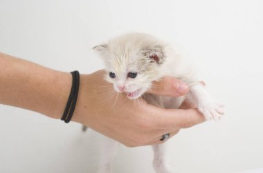 Gato, gatito, domestico, animal, companion, jugar, adoptar, pata, cola, oreja, alimentar 