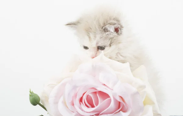 Kot Blanco Nios Zwierzęce Mascota Compania Proteger Domestico — Zdjęcie stockowe
