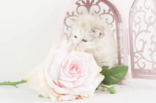 Gato Blanco Animal Nios Mascota Compania Proteger Domestico — Fotografia de Stock