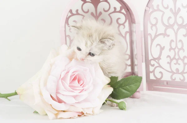 Gato Blanco Animal Nios Mascota Compania Proteger Domestico — Fotografia de Stock