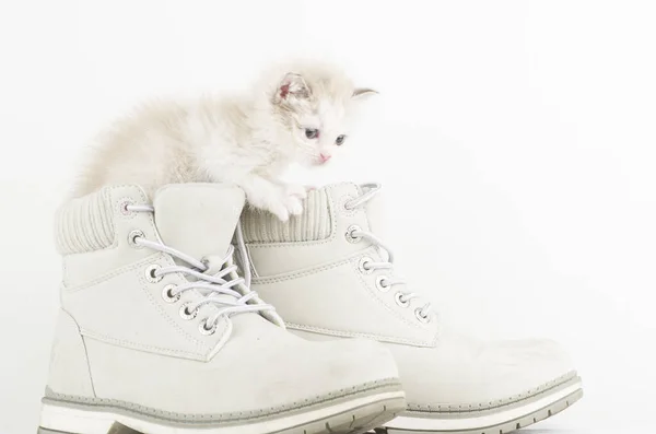 Kočka Blanco Animal Nios Mascota Compania Proteger Domestico — Stock fotografie