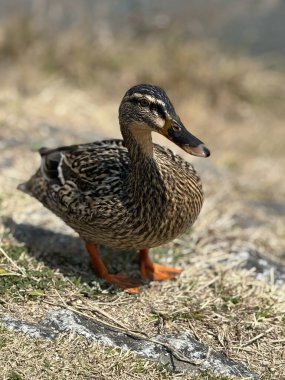 Yaban ördeği (anas platyrhynchos )