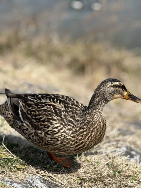 Göldeki yaban ördeği